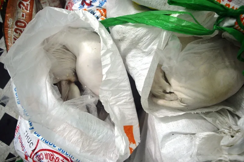 3 tạ heo sữa bẩn vượt hàng chục trạm kiểm dịch vào TP.HCM ảnh 2